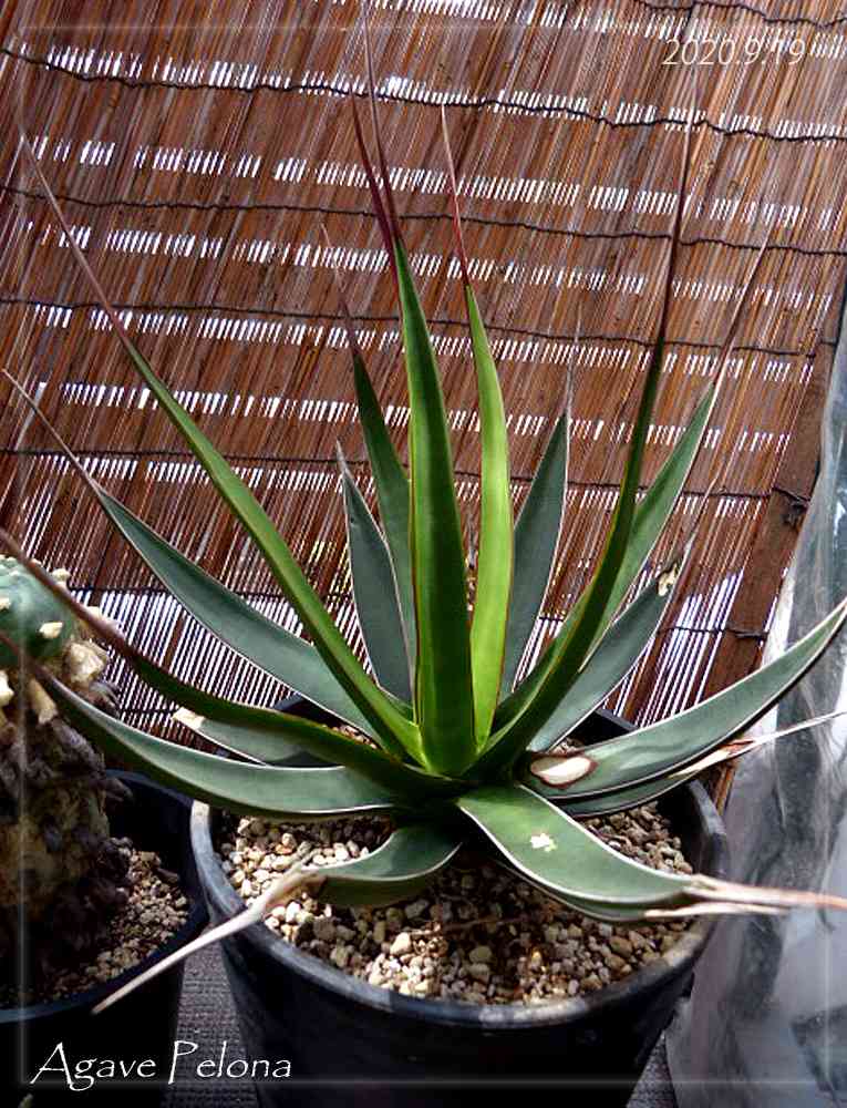 アガベ・ペローナの一覧｜🍀GreenSnap（グリーンスナップ）